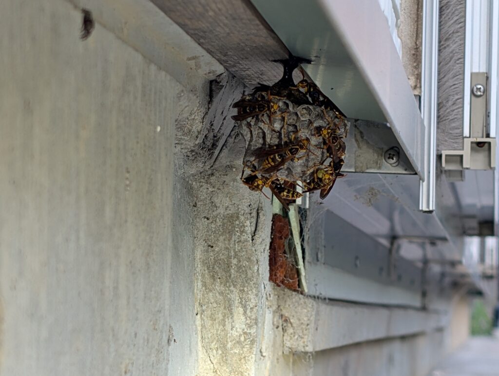 地面側、水切りにできたアシナガバチの巣