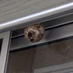 ベランダの窓枠にできた巣（屋外から）