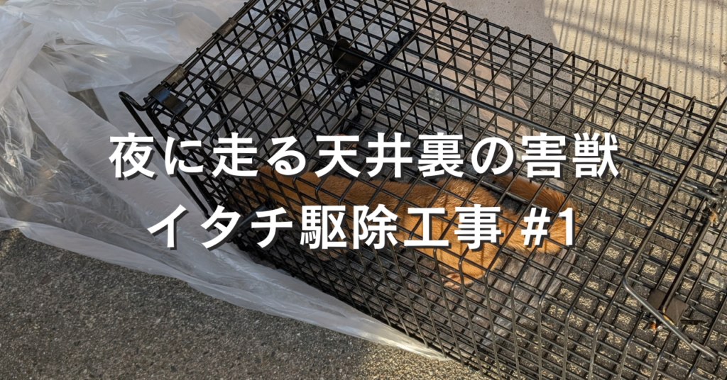 イタチページ イタチの生態と被害状況はどれくらい？侵入させない予防策も紹介
